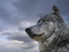 normal_wolf_.jpg