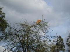 DSC00604.JPG