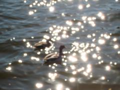 DSC01495.JPG