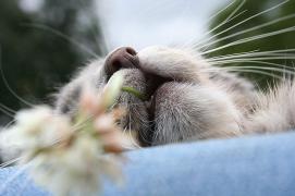 кот.JPG
