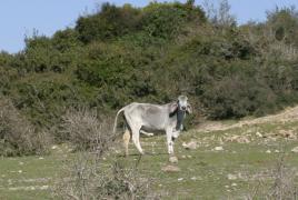 IMG_0295.jpg