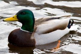 IMG_0374_2_RESIZE.jpg