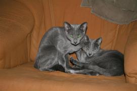 IMG_2911__Large_.jpg
