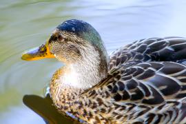 IMG_9271_2_куышя.jpg
