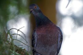 IMG_9263_2_resize.jpg