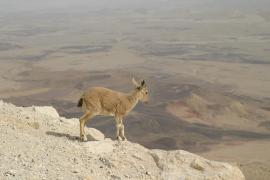 IMG_1154.jpg