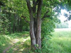 IMG_3546new11.jpg