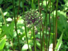 IMG_3110.jpg