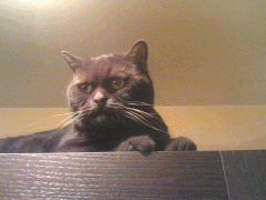 Image_349_.gif