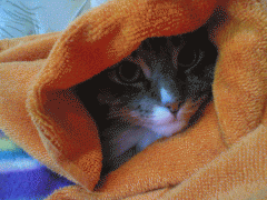 Image_301_.gif