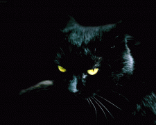 черный_кот.gif