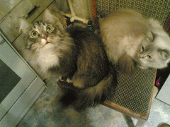 Кошкари_вместе.gif