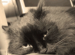 90437.gif