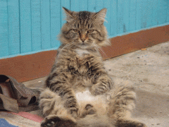 371986GQu.gif