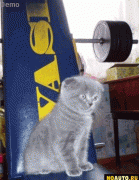 11877156022.gif