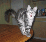 img_4118306_58_5.gif
