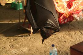 IMG_2578.JPG