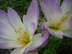 DSC01187.jpg