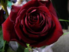 P1000572.JPG