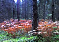 Red_Forest233.jpg