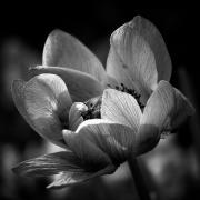 springdream_500.jpg