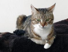 tinka.jpg