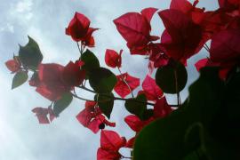 flowers07.jpg