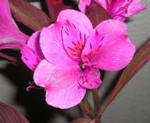 flower.jpg
