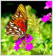 gulf_fritillary_b.jpg
