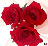 2bcfc7f9f2d1dda2953cf9d38ac9a054.jpg