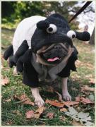 pupkin1.jpg