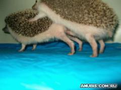 hedgehogs.jpg