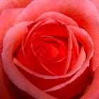 pv_1677100.jpg