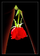 Rose_Petals__LJ.jpg
