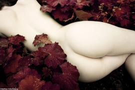 __Matthew_Scherfenberg___Cadovyie_slivki_2._Garden_Cream_21200x800.jpg