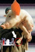 pig_pic.jpg