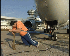 silachilo.gif
