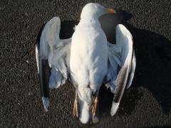 DSC02935.jpg