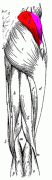 gluteus_medius_posterior.gif