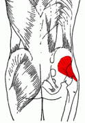 gluteus_minimus.gif