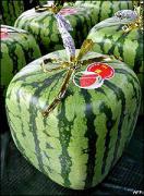 watermelons_square_bbc.jpg