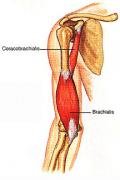 brachialis.jpeg