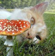 cats146.JPG