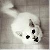 animals1file.jpg