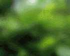 889525_1100250.gif