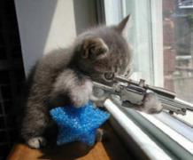 котёнок_киллер..jpg