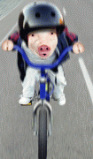 www_druzi_ru_669_0_20060423_3753.gif