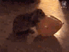 avatar_0624_mnis.ru.gif