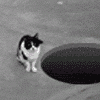 animatedfunhumoure1_20070809_1704023343.gif