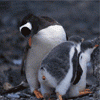 animatedfunhumoure3_20070809_1215680032.gif